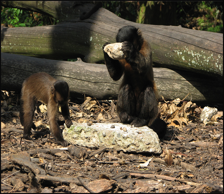 Resende et al 2014 capuchins fig